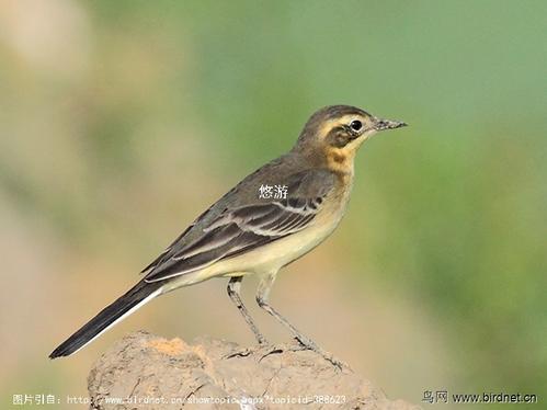 近山识鸟音(近山识鸟音的上一句诗是什么)