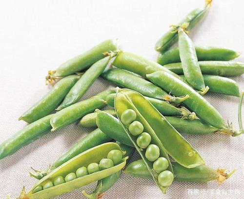 雪豆的功效与作用(雪豆的功效与作用及食用方法和禁忌)