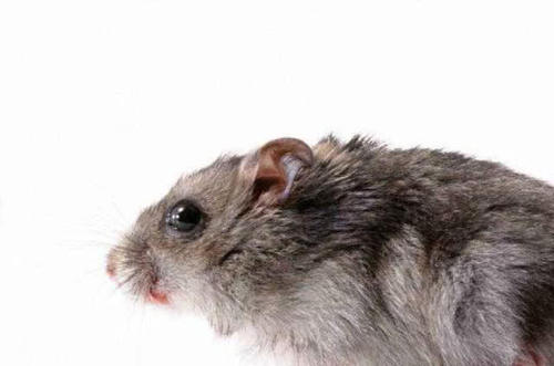 狐黄白柳灰的各自本事(狐黄白柳灰各自的能力)