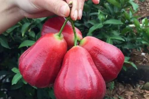 莲雾中间芯能吃吗(莲雾中间的籽吃了会怎么样)