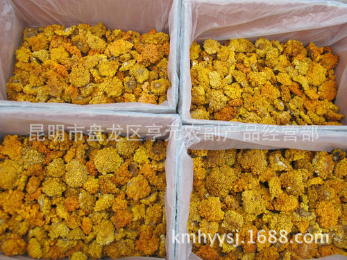 金耳菌(金耳菌的做法)