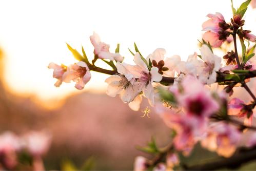 祝福走桃花运的句子