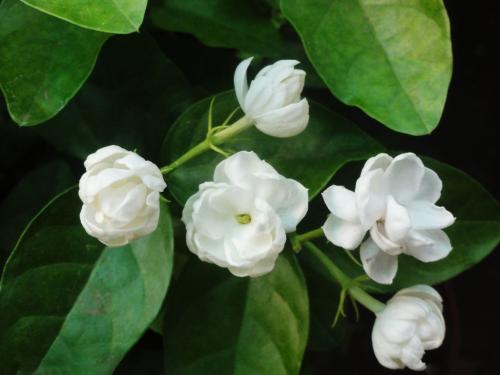 茉莉花的形状(茉莉花的形状怎么写)