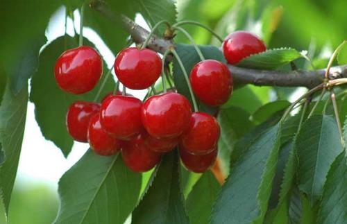 樱花的果实是樱桃吗(因为樱桃椒的果实什么所以我们叫它樱花椒)