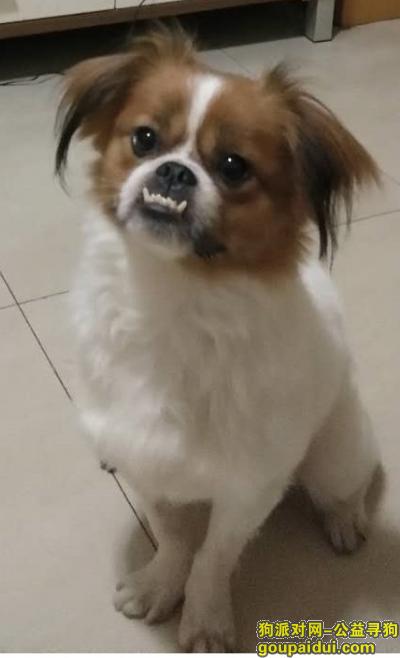 重庆宠物市场在哪(重庆宠物市场在哪点)