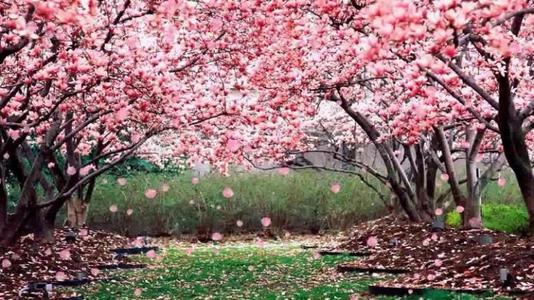 相什么成趣(相什么成趣是什么意思)