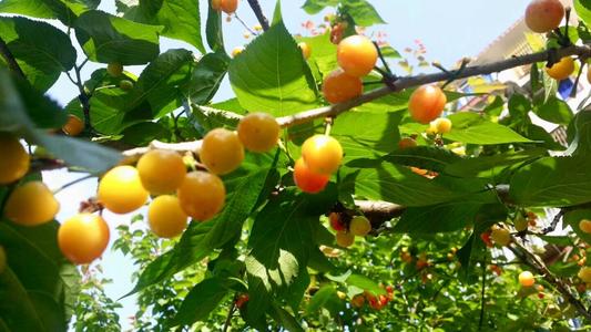 樱桃什么季节成熟(樱桃哪个品种最好吃)