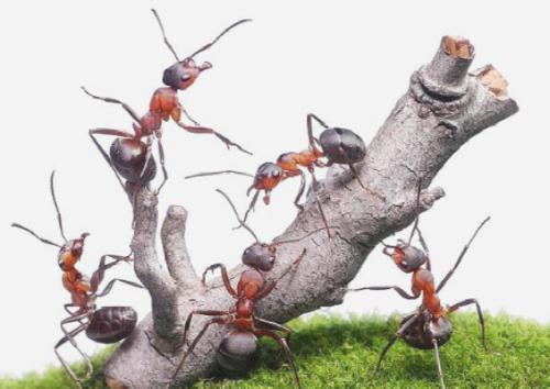 简单介绍蚂蚁的特点(介绍蚂蚁的特点和本领)