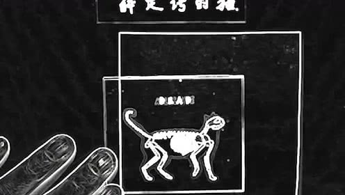 薛定谔的猫这梗怎么用(薛定谔的猫是什么梗)