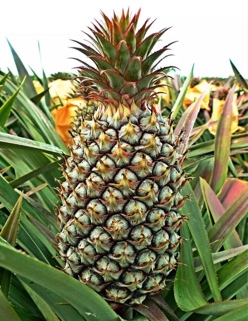 菠萝成熟的季节是几月(泰国小菠萝什么季节成熟)