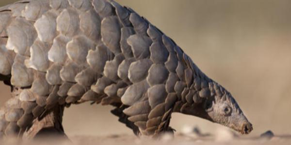 顶天立地是什么动物(顶天立地打一动物是什么)