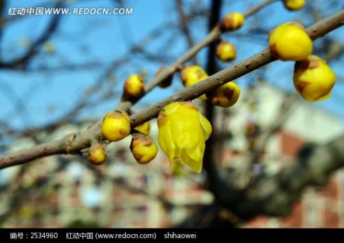 蜡梅与腊梅的区别(最好的腊梅品种)