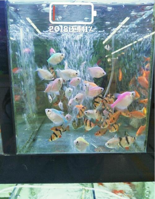 养鱼为什么养单不养双(鱼缸养鱼为什么养单不养双)