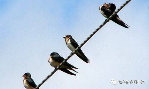 燕子吃什么害虫(燕子吃什么害虫保护什么)