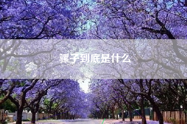骡子到底是什么