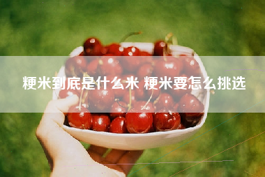 粳米到底是什么米 粳米要怎么挑选