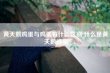 黄天鹅鸡蛋与鸡蛋有什么区别 什么是黄天鹅鸡蛋
