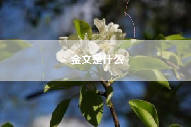 金文是什么
