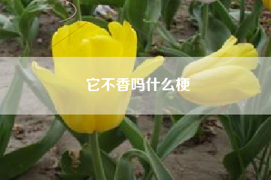 它不香吗什么梗