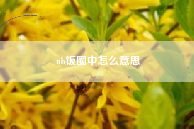 nh饭圈中怎么意思