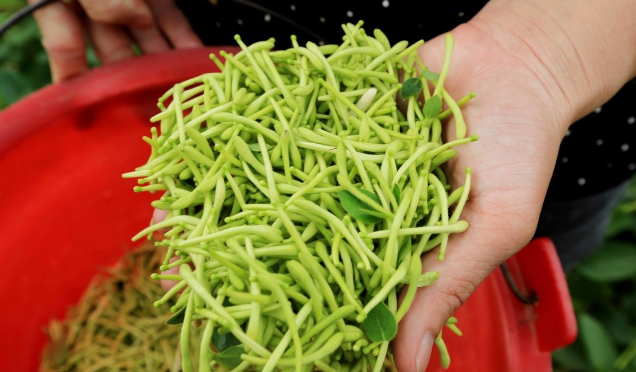 金银花十大妙用（金银花的功效与作用）