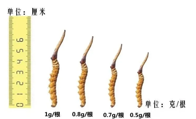 冬虫夏草一颗多重？一根3克价值2000元的冬虫夏草王