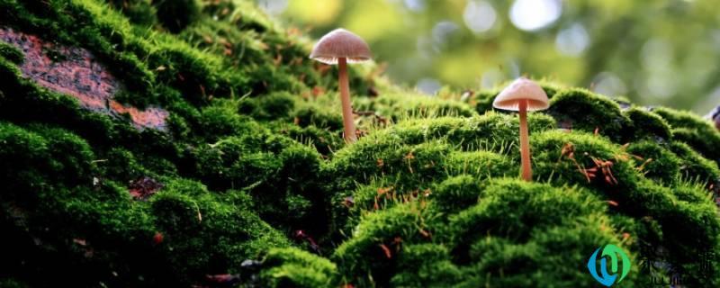 地上有青苔怎么快速去除(地里的青苔如何清除)