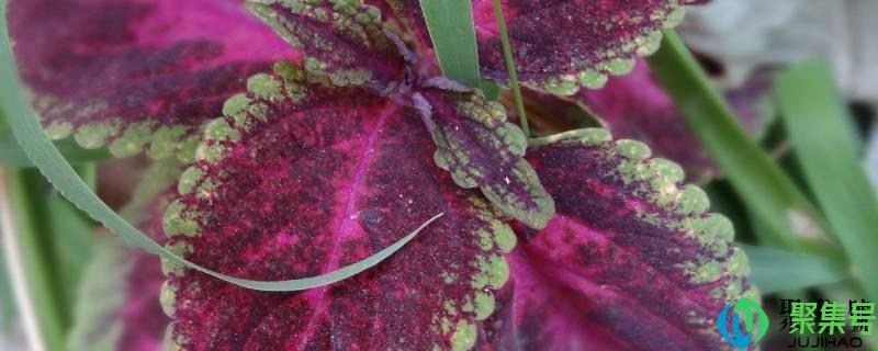 臭菜叫什么菜(臭的菜有哪些)