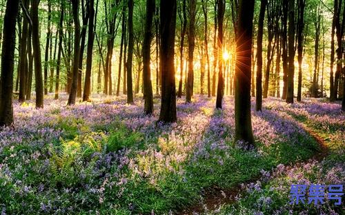 裙带菜泡发多久(裙带菜吃多了危害)