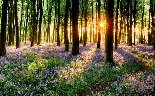 香精是什么东西(香水香精是什么东西)