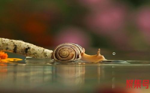 福禄双全是什么意思(福禄双全电视剧)