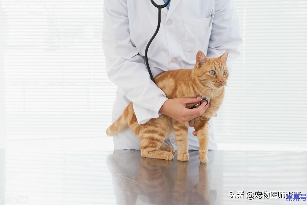 猫瘟会传染给猫吗(犬瘟会传染给人吗)