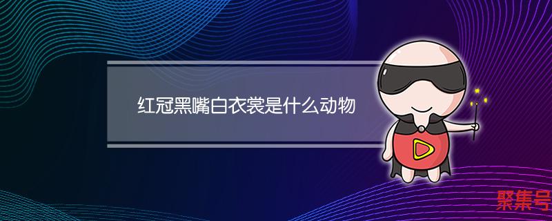 头戴红冠的是什么动物(红冠黑嘴白衣裳是什么动物)