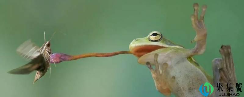 还有什么动物的舌头具有特殊的作用(动物的舌头的作用和特点)