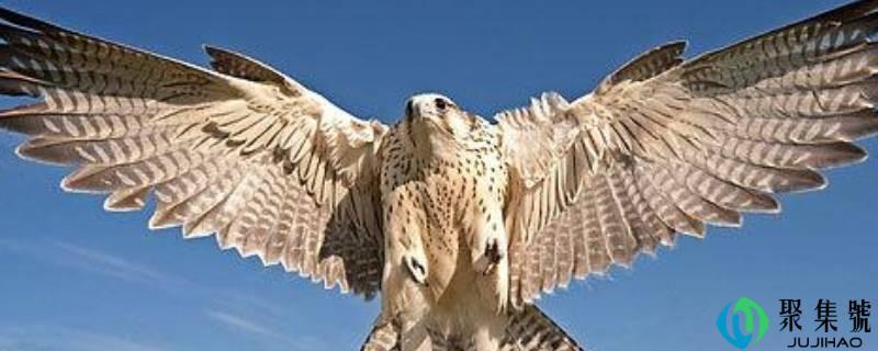 鹘这个字怎么读(鹘的拼音怎么读音)