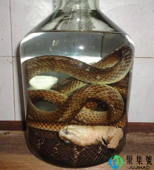 酒变成蛇的洗澡水?毒蛇泡酒一年,开瓶窜出咬人,为什么还没死?