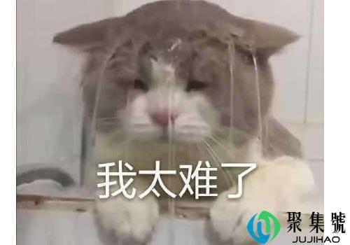 难顶是什么意思 是什么梗