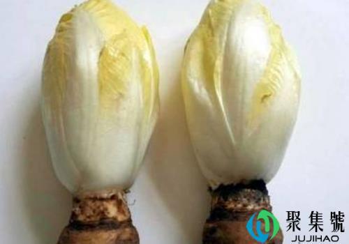 芽球菊苣为什么那么贵 多少钱一斤