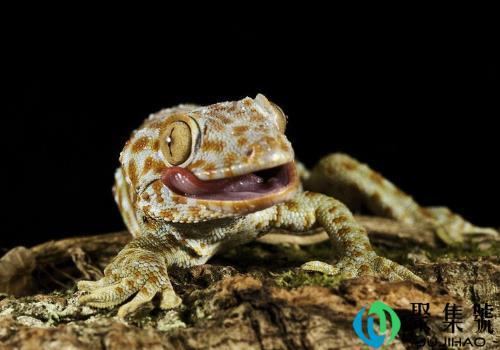 家中壁虎一般是什么品种(壁虎有哪些品种)