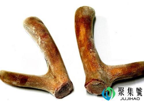 马鹿茸壮阳吗    和梅花鹿茸的区别