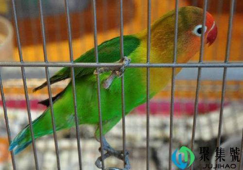 鹦鹉飞进家里是什么预兆 风水是吉是凶