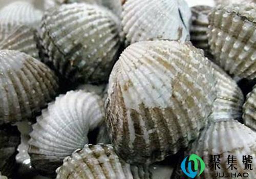 女人为什么不能吃毛蚶    市场价格多少钱一斤