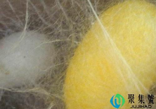 蚕茧怎样抽丝的 多久变成蛾