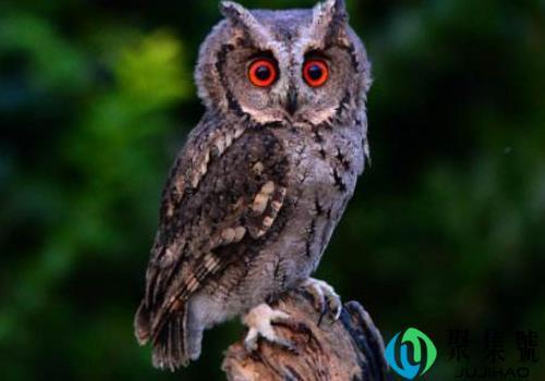 鸮的拼音怎么读(鸱鸮怎么读拼音怎么写)