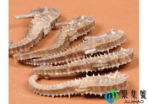 人工养殖海马与野生海马区别(海马是野生的还是人工养殖的)