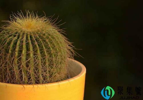 仙人球不能放在什么位置 开花预兆喜事吗