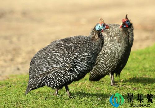 珍珠鸡为什么叫珍珠鸡(珍珠鸡会飞么能飞多远)