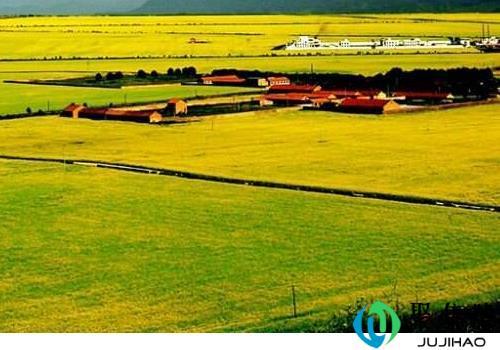 门源油菜花什么时候开花(门源油菜花什么时候开的最好)