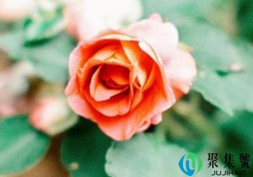 独一无二的微信昵称名(独一无二的微信昵称女可爱)