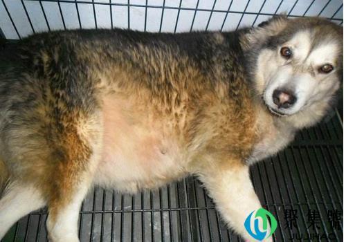 阿拉斯加一年发情几次 能做什么可以洗澡吗